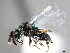  ( - CCDB-34069-B10)  @11 [ ] CreativeCommons - Attribution (2019) CBG Photography Group Smithsonian Institution