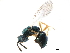  (Toxeuma gerra - CCDB-34069-D01)  @11 [ ] CreativeCommons - Attribution (2019) CBG Photography Group Smithsonian Institution