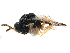  ( - CCDB-34069-G03)  @11 [ ] CreativeCommons - Attribution (2019) CBG Photography Group Smithsonian Institution