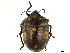  (Pachycoris torridus - CCDB-34071-E11)  @11 [ ] CreativeCommons - Attribution (2019) CBG Photography Group Smithsonian Institution