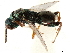  ( - CCDB-34072-D11)  @11 [ ] CreativeCommons - Attribution (2019) CBG Photography Group Smithsonian Institution