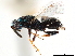  ( - CCDB-34072-E01)  @11 [ ] CreativeCommons - Attribution (2019) CBG Photography Group Smithsonian Institution