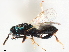  ( - CCDB-34072-E02)  @11 [ ] CreativeCommons - Attribution (2019) CBG Photography Group Smithsonian Institution