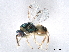  ( - CCDB-34072-E11)  @11 [ ] CreativeCommons - Attribution (2019) CBG Photography Group Smithsonian Institution