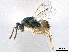  ( - CCDB-34072-E12)  @11 [ ] CreativeCommons - Attribution (2019) CBG Photography Group Smithsonian Institution