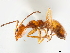  (Forelius mccooki - CCDB-34072-F03)  @11 [ ] CreativeCommons - Attribution (2019) CBG Photography Group Smithsonian Institution