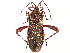  ( - CCDB-34073-A10)  @11 [ ] CreativeCommons - Attribution (2019) CBG Photography Group Smithsonian Institution