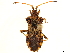  (Centrocoris - CCDB-34073-D07)  @11 [ ] CreativeCommons - Attribution (2019) CBG Photography Group Smithsonian Institution