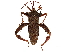  (Prionolomia - CCDB-34073-F07)  @11 [ ] CreativeCommons - Attribution (2019) CBG Photography Group Smithsonian Institution