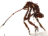  (Mictis formidabilis - CCDB-34073-F09)  @11 [ ] CreativeCommons - Attribution (2019) CBG Photography Group Smithsonian Institution