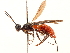  (Holcobracon - CCDB-34074-A10)  @11 [ ] CreativeCommons - Attribution (2019) CBG Photography Group Smithsonian Institution