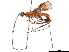  (Megaloproctus - CCDB-34074-B02)  @11 [ ] CreativeCommons - Attribution (2019) CBG Photography Group Smithsonian Institution