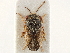  (Mallocoris - CCDB-34074-C11)  @11 [ ] CreativeCommons - Attribution (2019) CBG Photography Group Smithsonian Institution