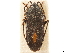  ( - CCDB-34074-F03)  @11 [ ] CreativeCommons - Attribution (2019) CBG Photography Group Smithsonian Institution