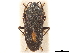  ( - CCDB-34074-F04)  @11 [ ] CreativeCommons - Attribution (2019) CBG Photography Group Smithsonian Institution