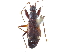  (Ashlockaria - CCDB-34074-G02)  @11 [ ] CreativeCommons - Attribution (2019) CBG Photography Group Smithsonian Institution