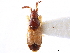  (Carpilis - CCDB-34074-G04)  @11 [ ] CreativeCommons - Attribution (2019) CBG Photography Group Smithsonian Institution
