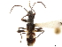  (Eucosmetus - CCDB-34074-G09)  @11 [ ] CreativeCommons - Attribution (2019) CBG Photography Group Smithsonian Institution