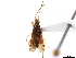  (Froeschneria multispinus - CCDB-34074-G10)  @11 [ ] CreativeCommons - Attribution (2019) CBG Photography Group Smithsonian Institution