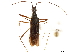  (Neomyocoris - CCDB-34074-H03)  @11 [ ] CreativeCommons - Attribution (2019) CBG Photography Group Smithsonian Institution