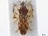  (Pamerarma - CCDB-34074-H07)  @11 [ ] CreativeCommons - Attribution (2019) CBG Photography Group Smithsonian Institution