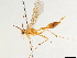  (Rhopalosoma nearcticum - CCDB-34077-A01)  @11 [ ] CreativeCommons - Attribution (2019) CBG Photography Group Smithsonian Institution