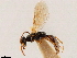  (Pseudisobrachium prolongatum - CCDB-34077-A11)  @11 [ ] CreativeCommons - Attribution (2019) CBG Photography Group Smithsonian Institution