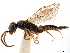  (Pseudisobrachium tridens - CCDB-34077-A12)  @11 [ ] CreativeCommons - Attribution (2019) CBG Photography Group Smithsonian Institution