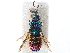  ( - CCDB-34077-B06)  @11 [ ] CreativeCommons - Attribution (2019) CBG Photography Group Smithsonian Institution