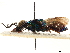  (Brugmoia - CCDB-34077-B06)  @11 [ ] CreativeCommons - Attribution (2019) CBG Photography Group Smithsonian Institution
