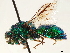  (Brugmoia quadrata - CCDB-34077-B07)  @11 [ ] CreativeCommons - Attribution (2019) CBG Photography Group Smithsonian Institution