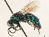  ( - CCDB-34077-B08)  @11 [ ] CreativeCommons - Attribution (2019) CBG Photography Group Smithsonian Institution