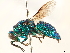 (Neochrysis - CCDB-34077-B10)  @11 [ ] CreativeCommons - Attribution (2019) CBG Photography Group Smithsonian Institution