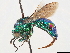  (Pentachrysis - CCDB-34077-B11)  @11 [ ] CreativeCommons - Attribution (2019) CBG Photography Group Smithsonian Institution
