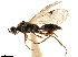  (Phaenoserphus nigripes - CCDB-34077-D02)  @11 [ ] CreativeCommons - Attribution (2019) CBG Photography Group Smithsonian Institution