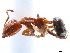  (Froggattella kirbii - CCDB-34077-E10)  @11 [ ] CreativeCommons - Attribution (2019) CBG Photography Group Smithsonian Institution