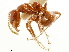  (Papyrius - CCDB-34077-E11)  @11 [ ] CreativeCommons - Attribution (2019) CBG Photography Group Smithsonian Institution