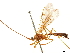  (Megarhogas - CCDB-34077-H01)  @11 [ ] CreativeCommons - Attribution (2019) CBG Photography Group Smithsonian Institution