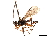  (Coelalysia - CCDB-34077-H09)  @11 [ ] CreativeCommons - Attribution (2019) CBG Photography Group Smithsonian Institution