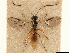  (Tanycarpa rufinotata - CCDB-34077-H10)  @11 [ ] CreativeCommons - Attribution (2019) CBG Photography Group Smithsonian Institution