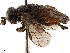  (Augomonoctenus libocedrii - CCDB-34078-A01)  @11 [ ] CreativeCommons - Attribution (2019) CBG Photography Group Smithsonian Institution