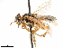  (Xyloperga - CCDB-34078-A05)  @11 [ ] CreativeCommons - Attribution (2019) CBG Photography Group Smithsonian Institution