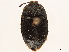  (Ectinopus holomelas - CCDB-34078-D08)  @11 [ ] CreativeCommons - Attribution (2019) CBG Photography Group Smithsonian Institution