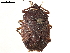  ( - CCDB-34078-G06)  @11 [ ] CreativeCommons - Attribution (2019) CBG Photography Group Smithsonian Institution