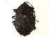 (Ochlerus circummaculatus - CCDB-34078-G07)  @11 [ ] CreativeCommons - Attribution (2019) CBG Photography Group Smithsonian Institution