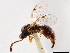  (Brachyserphus abruptus - CCDB-34079-A01)  @11 [ ] CreativeCommons - Attribution (2019) CBG Photography Group Smithsonian Institution