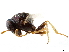  ( - CCDB-34079-D03)  @11 [ ] CreativeCommons - Attribution (2019) CBG Photography Group Smithsonian Institution