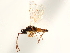  ( - CCDB-34079-F09)  @11 [ ] CreativeCommons - Attribution (2019) CBG Photography Group Smithsonian Institution