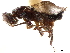  ( - CCDB-34079-F11)  @11 [ ] CreativeCommons - Attribution (2019) CBG Photography Group Smithsonian Institution