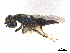  ( - CCDB-34079-G11)  @11 [ ] CreativeCommons - Attribution (2019) CBG Photography Group Smithsonian Institution